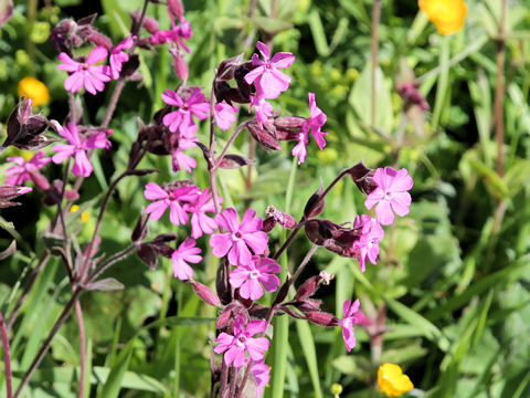 Silene dioica