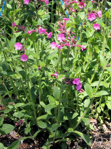 Silene dioica