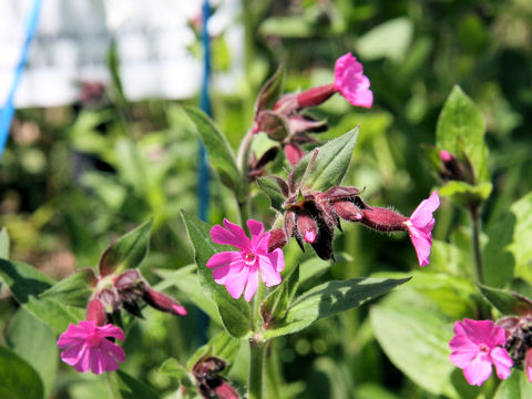 Silene dioica