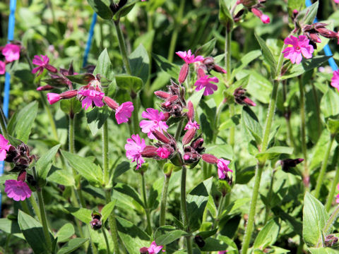 Silene dioica