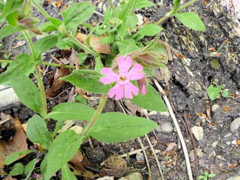 Silene dioica