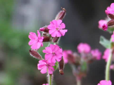 Silene dioica