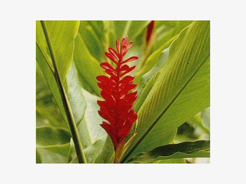 レッドジンジャー Alpinia Purpurata