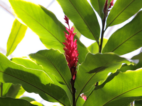 Alpinia purpurata