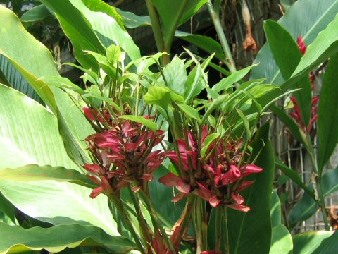 Alpinia purpurata