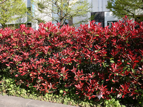 Photinia x fraseri 'Red Robin'