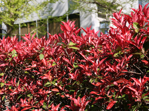 Photinia x fraseri 'Red Robin'