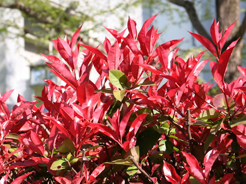 Photinia x fraseri 'Red Robin'