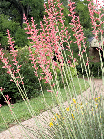 Hesperaloe parviflora