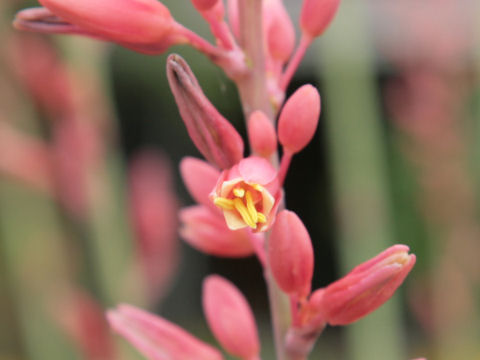 Hesperaloe parviflora