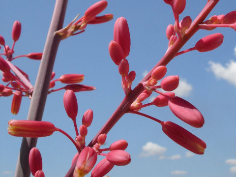 Hesperaloe parviflora