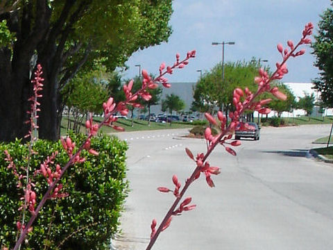 Hesperaloe parviflora