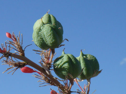 Hesperaloe parviflora