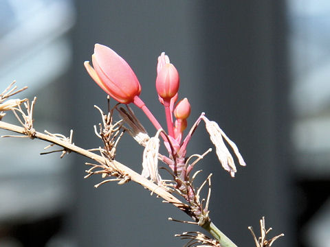 Hesperaloe parviflora