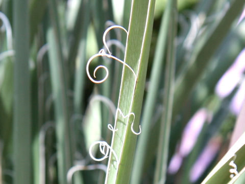 Hesperaloe parviflora