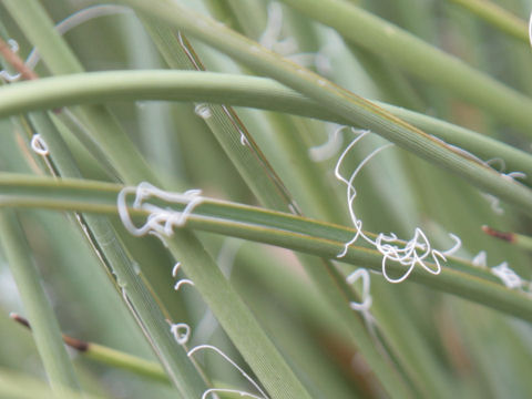 Hesperaloe parviflora