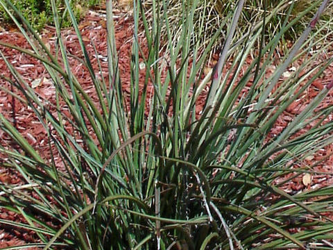 Hesperaloe parviflora