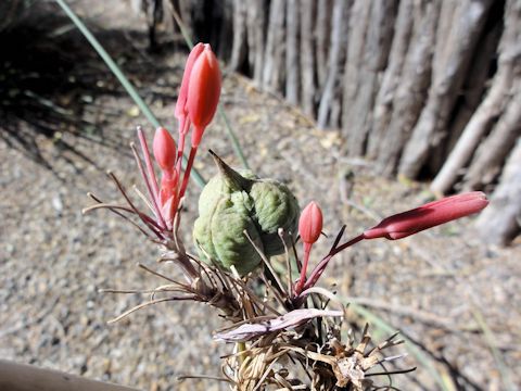 Hesperaloe parviflora