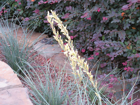 Hesperaloe parviflora cv. Yellow