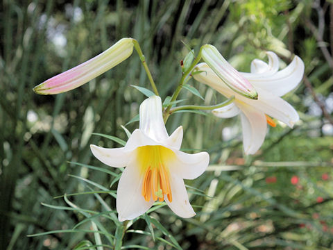 Lilium regale