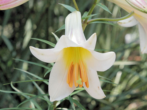 Lilium regale