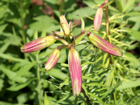 Lilium regale