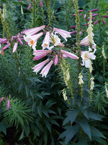 Lilium regale