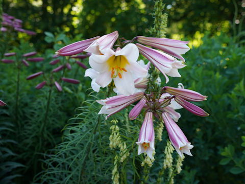 Lilium regale