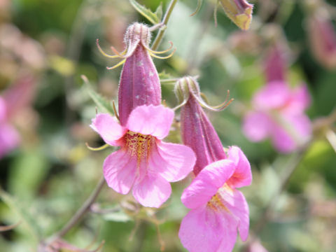 Rehmannia elata