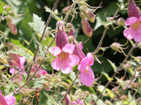 Rehmannia elata