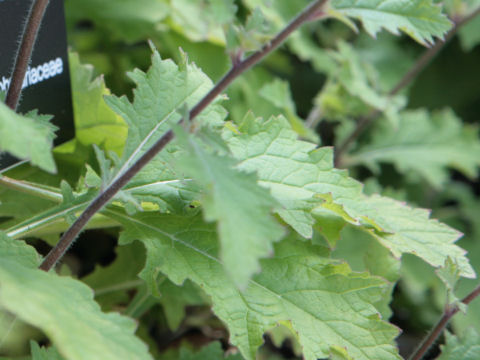 Rehmannia elata