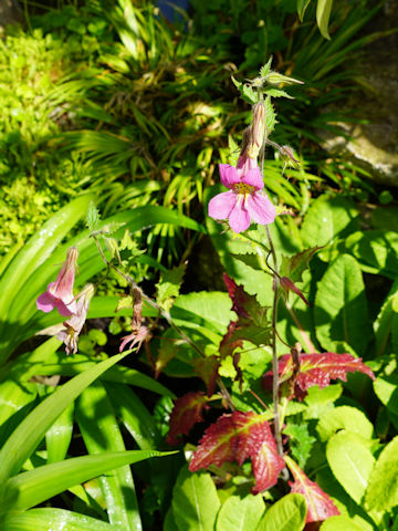 Rehmannia elata