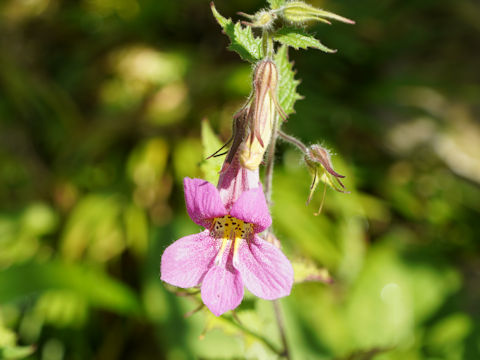 Rehmannia elata