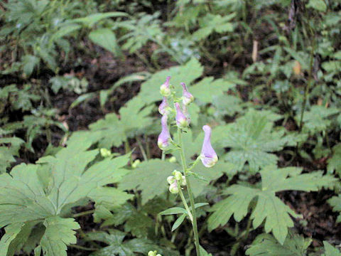 Aconitum loczyanum