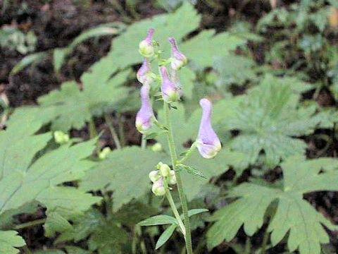 Aconitum loczyanum