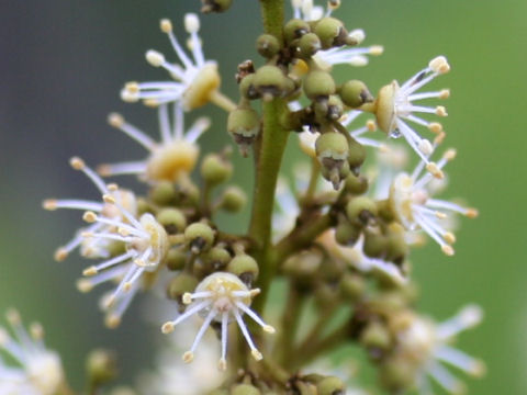 Litchi chinensis