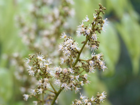 Litchi chinensis