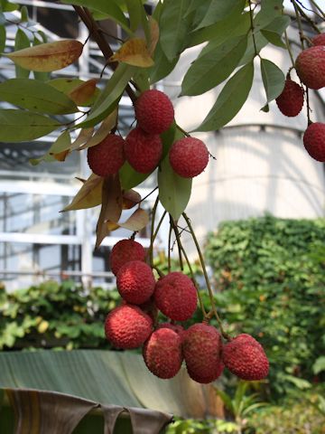 Litchi chinensis