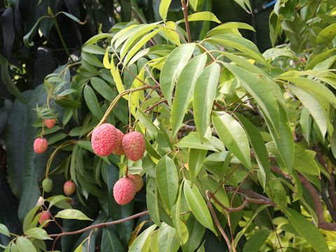 Litchi chinensis