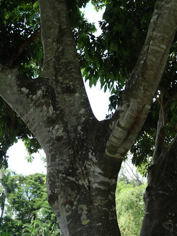 Litchi chinensis