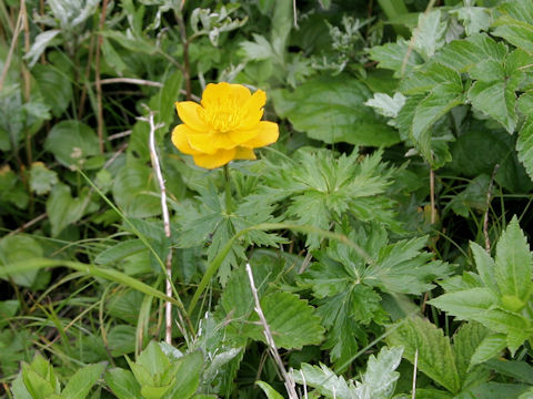 Trollius rebunensis