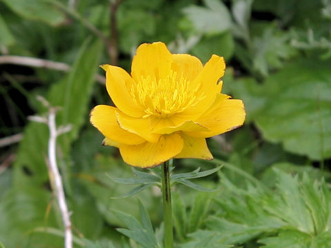 Trollius rebunensis