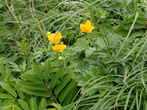 Trollius rebunensis