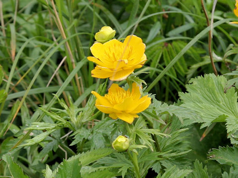 Trollius rebunensis
