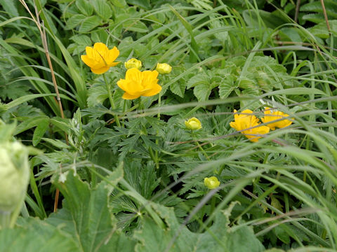 Trollius rebunensis
