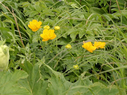 Trollius rebunensis
