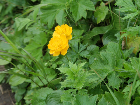 Trollius rebunensis