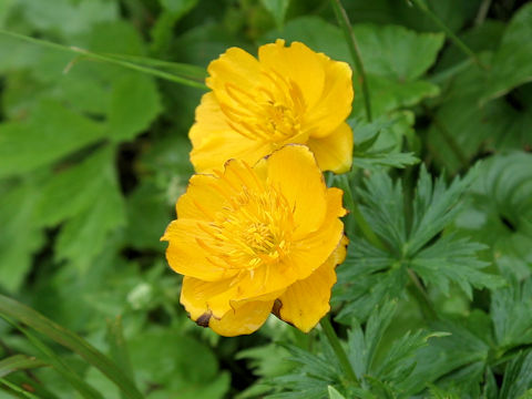 Trollius rebunensis