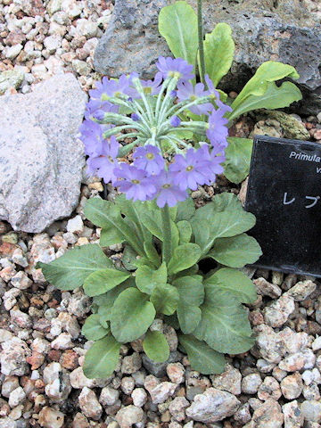 Primula modesta var. matsumurae