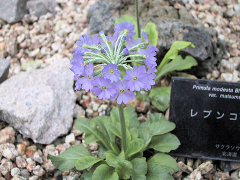 Primula modesta var. matsumurae